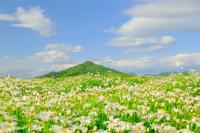 สวนดอกไม้อุระชิม่า (フラワーパーク浦島)