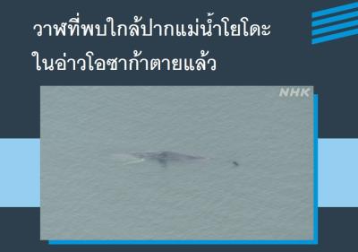 วาฬที่พบใกล้ปากแม่น้ำโยโดะในอ่าวโอซาก้าตายแล้ว