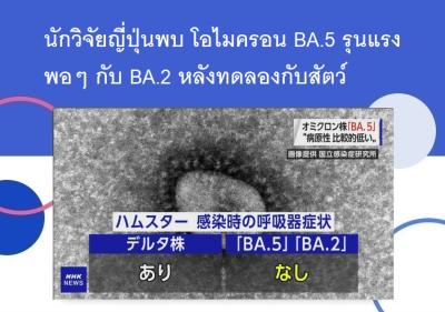 นักวิจัยญี่ปุ่นพบ โอไมครอน BA.5 รุนแรงพอๆ กับ BA.2 หลังทดลองกับสัตว์