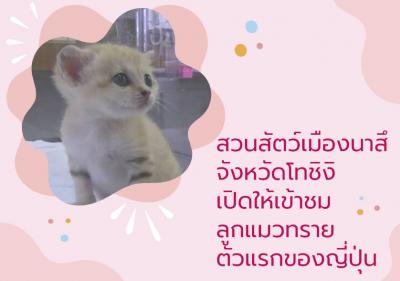 สวนสัตว์เมืองนาสึจังหวัดโทชิงิ เปิดให้เข้าชมลูกแมวทรายตัวแรกของญี่ปุ่นแล้ว