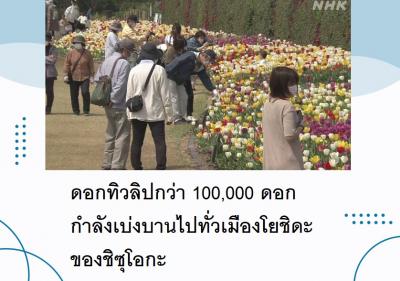 ดอกทิวลิปกว่า 100,000 ดอกกำลังเบ่งบานไปทั่วเมืองโยชิดะของชิซุโอกะ