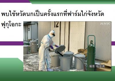 พบไข้หวัดนกเป็นครั้งแรกที่ฟาร์มไก่จังหวัดฟุกุโอกะ
