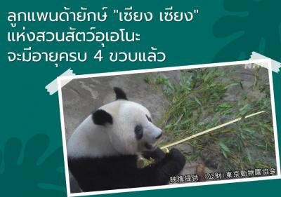 ลูกแพนด้ายักษ์ 