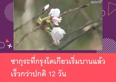 ซากุระที่กรุงโตเกียวเริ่มบานแล้ว เร็วกว่าปกติ 12 วัน