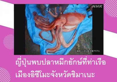 ญี่ปุ่นพบปลาหมึกยักษ์ที่ท่าเรือเมืองอิซึโมะจังหวัดชิมาเนะ