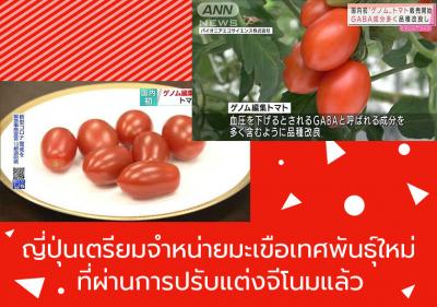 ญี่ปุ่นเตรียมจำหน่ายมะเขือเทศพันธุ์ใหม่ที่ผ่านการปรับแต่งจีโนมแล้ว