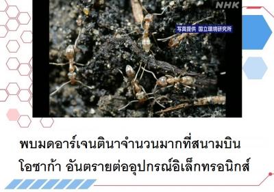 พบมดอาร์เจนตินาจำนวนมากที่สนามบินโอซาก้า อันตรายต่ออุปกรณ์อิเล็กทรอนิกส์