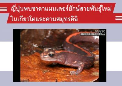ญี่ปุ่นพบซาลาแมนเดอร์ยักษ์สายพันธุ์ใหม่ในเกียวโตและคาบสมุทรคิอิ