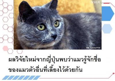 ผลวิจัยใหม่จากญี่ปุ่นพบว่าแมวรู้จักชื่อของแมวตัวอื่นที่เลี้ยงไว้ด้วยกัน