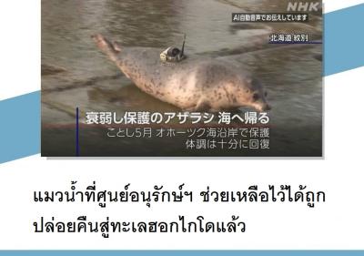 แมวน้ำที่ศูนย์อนุรักษ์ฯ ช่วยเหลือไว้ได้ถูกปล่อยคืนสู่ทะเลฮอกไกโดแล้ว