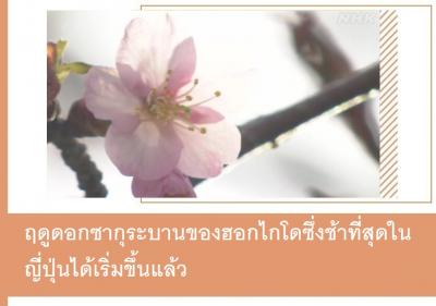 ฤดูดอกซากุระบานของฮอกไกโดซึ่งช้าที่สุดในญี่ปุ่นได้เริ่มขึ้นแล้ว