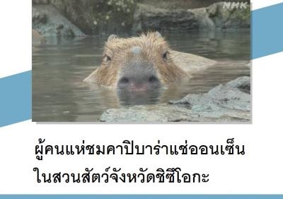 ผู้คนแห่ชมคาปิบาร่าแช่ออนเซ็นในสวนสัตว์จังหวัดชิซึโอกะ