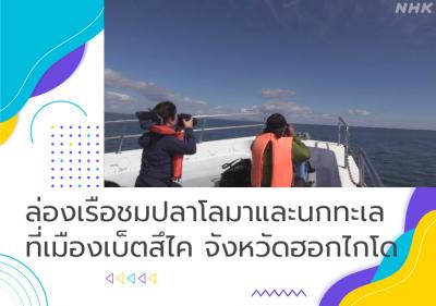 ล่องเรือชมปลาโลมาและนกทะเลที่เมืองเบ็ตสึไค จังหวัดฮอกไกโด