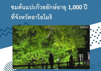 ชมต้นแปะก๊วยยักษ์อายุ 1,000 ปีที่จังหวัดอาโอโมริ