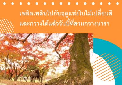 เพลิดเพลินไปกับฤดูแห่งใบไม้เปลี่ยนสีและกวางได้แล้ววันนี้ที่สวนกวางนารา