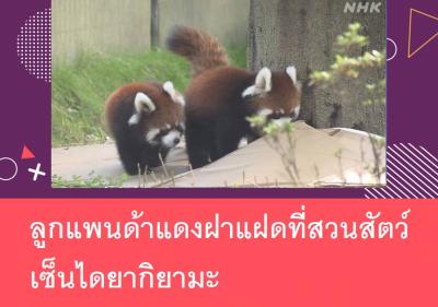 ลูกแพนด้าแดงฝาแฝดที่สวนสัตว์เซ็นไดยากิยามะ