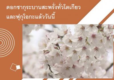 ดอกซากุระบานสะพรั่งทั่วโตเกียวและฟุกุโอกะแล้ววันนี