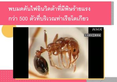 พบมดคันไฟอินวิคต้าที่มีพิษร้ายแรงกว่า 500 ตัวที่บริเวณท่าเรือโตเกียว