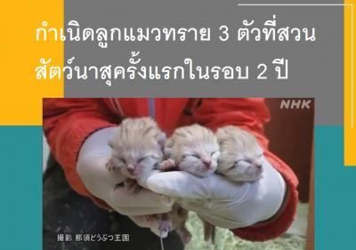 กำเนิดลูกแมวทราย 3 ตัวที่สวนสัตว์นาสุครั้งแรกในรอบ 2 ปี
