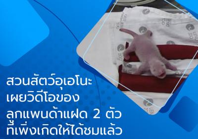 สวนสัตว์อุเอโนะเผยวิดีโอของลูกแพนด้าแฝด 2 ตัวที่เพิ่งเกิดให้ได้ชมแล้ว