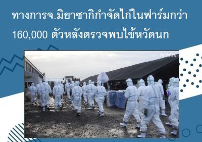 ทางการจ.มิยาซากิกำจัดไก่ในฟาร์มกว่า 160,000 ตัวหลังตรวจพบไข้หวัดนก