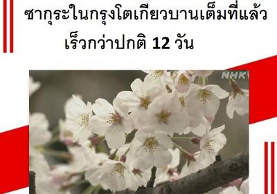 ซากุระในกรุงโตเกียวบานเต็มที่แล้ว เร็วกว่าปกติ 12 วัน