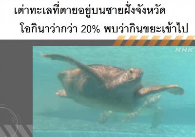 เต่าทะเลที่ตายอยู่บนชายฝั่งจังหวัดโอกินาว่ากว่า 20% พบว่ากินขยะเข้าไป