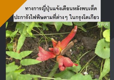 ทางการญี่ปุ่นแจ้งเตือนหลังพบเห็ดปะการังไฟพิษตามที่ต่างๆ ในกรุงโตเกียว