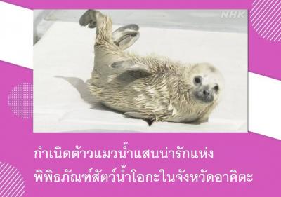 กำเนิดต้าวแมวน้ำแสนน่ารักแห่งพิพิธภัณฑ์สัตว์น้ำโอกะในจังหวัดอาคิตะ