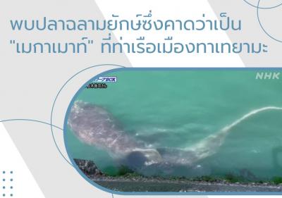 พบปลาฉลามยักษ์ซึ่งคาดว่าเป็น 
