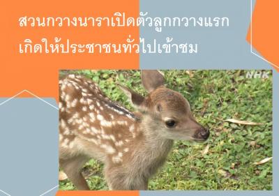 สวนกวางนาราเปิดตัวลูกกวางแรกเกิดให้ประชาชนทั่วไปเข้าชม