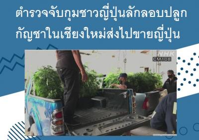 ตำรวจจับกุมชาวญี่ปุ่นลักลอบปลูกกัญชาในเชียงใหม่ส่งไปขายญี่ปุ่น