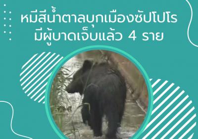 หมีสีน้ำตาลบุกเมืองซัปโปโร มีผู้บาดเจ็บแล้ว 4 ราย