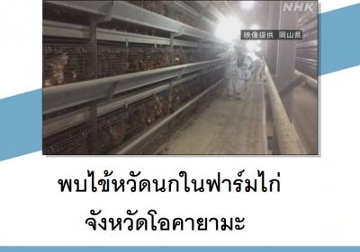 พบไข้หวัดนกในฟาร์มไก่จังหวัดโอคายามะ