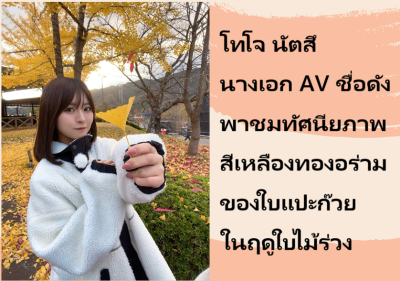 โทโจ นัตสึ นางเอก AV ชื่อดัง พาชมทัศนียภาพสีเหลืองทองอร่ามของใบแปะก๊วยในฤดูใบไม้ร่วง