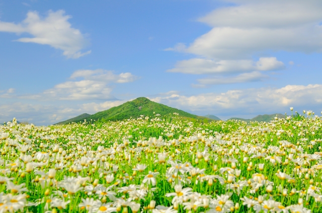 สวนดอกไม้อุระชิม่า (フラワーパーク浦島)