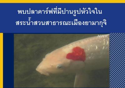 พบปลาคาร์ฟที่มีปานรูปหัวใจในสระน้ำสวนสาธารณะเมืองยามากุจิ