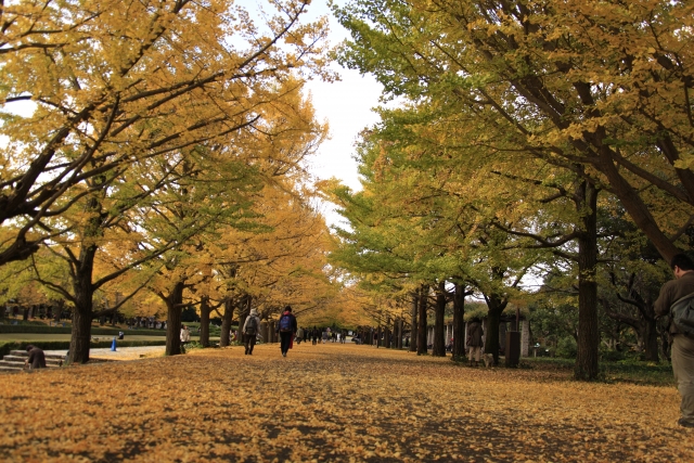 สวนสาธารณะโชวะคิเนน (国営昭和記念公園)