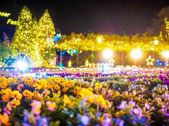 สวนดอกไม้ อาชิคางะ Ashikaga Flower Park (あしかがフラワーパーク)