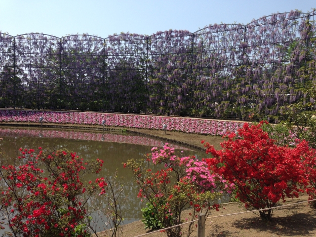 สวนดอกไม้ อาชิคางะ Ashikaga Flower Park (あしかがフラワーパーク)