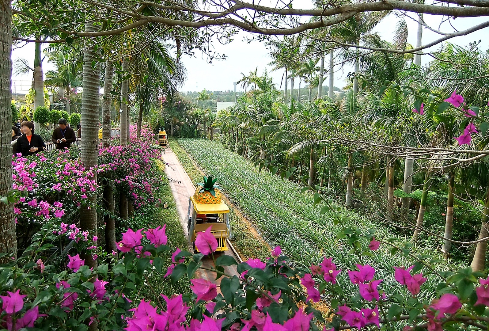 สวนสับปะรดนาโกะ (ナゴパイナップルパーク)