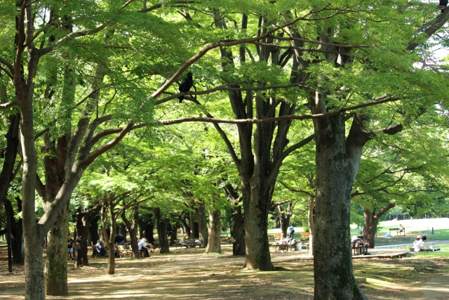 สวนสาธารณะโยโยกิ (代々木公園)