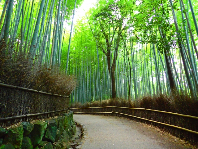 ป่าไผ่อาราชิยามะ (嵐山竹林)