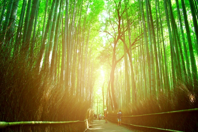 ป่าไผ่อาราชิยามะ (嵐山竹林)
