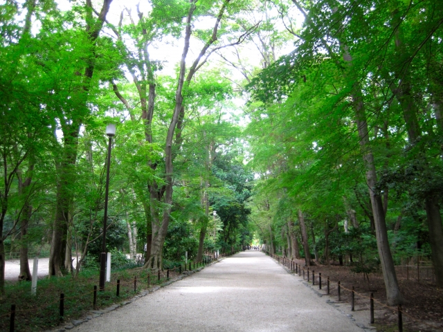ป่าทาดาสุโนะโมริ (糺の森)