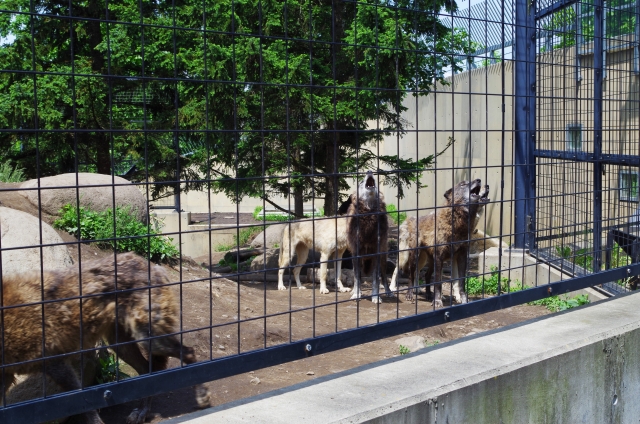 สวนสัตว์อาซาฮิยามะ (旭山動物園)